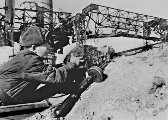 Хвостатые спасители блокадного Ленинграда (5 фото)