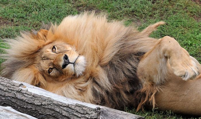 В чешском зоопарке живет лев с самой ухоженной гривой (9 фото)