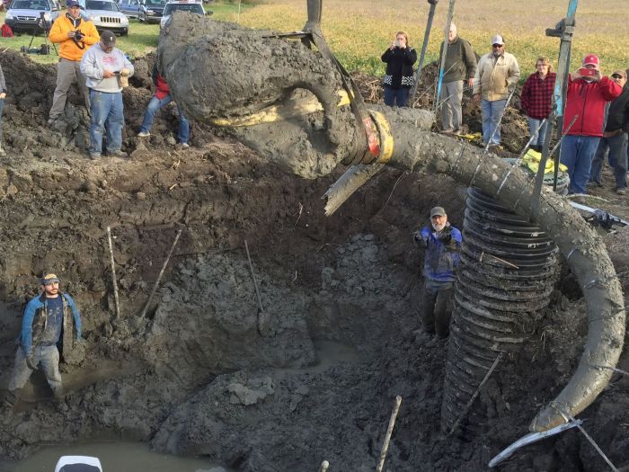 Американский фермер обнаружил останки мамонта на своем поле (10 фото)