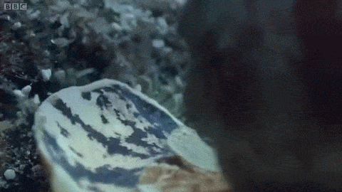 Шокирующее зрелище: охота конусной улитки (5 фото)