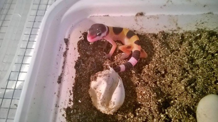 Как парень вырастил детенышей ящерицы геккона (14 фото)
