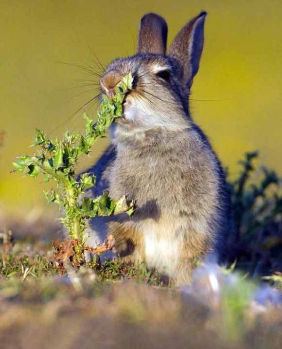 Реакция кролика, решившего съесть чертополох (4 фото)
