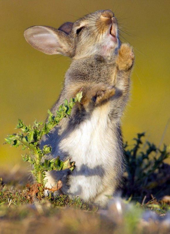 Реакция кролика, решившего съесть чертополох (4 фото)