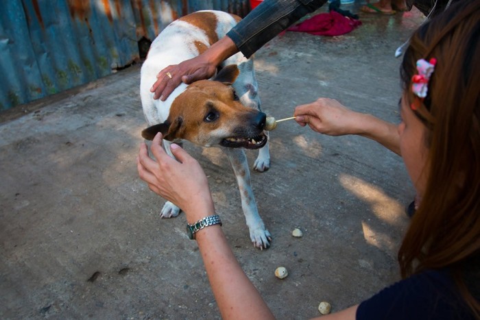 Спасительница бездомных собак из Мьянмы (20 фото)