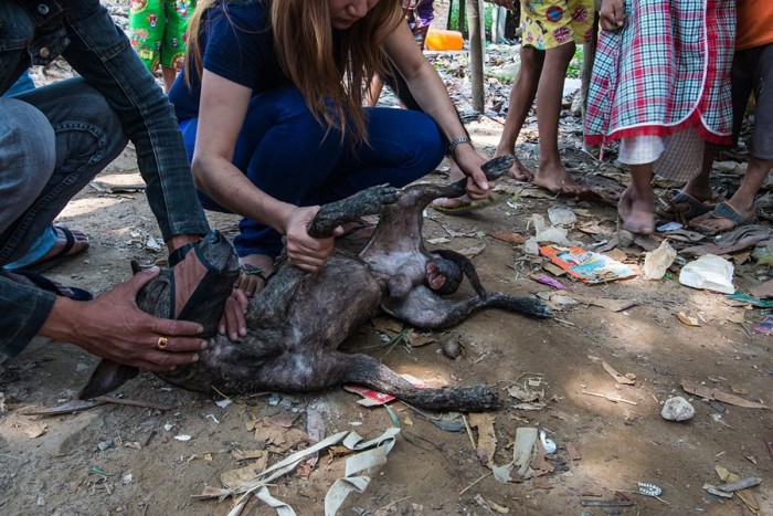 Спасительница бездомных собак из Мьянмы (20 фото)