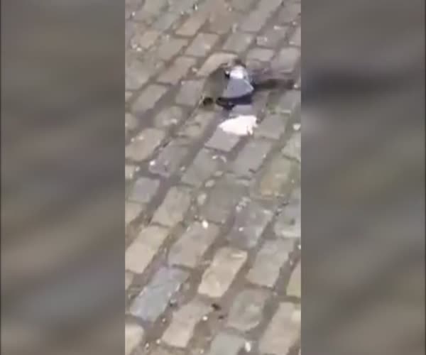 Крыса напала на раненного голубя