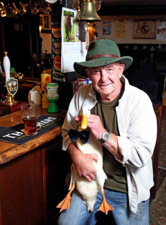 Любящая пиво утка стала талисманом британского паба (7 фото)
