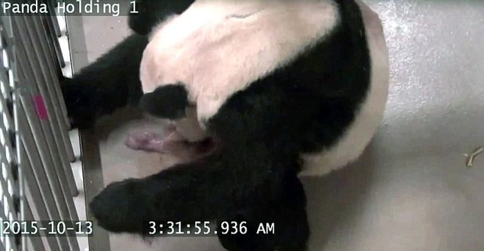 В Канадском зоопарке произошел первый в стране случай размножения панд в неволе (4 фото)