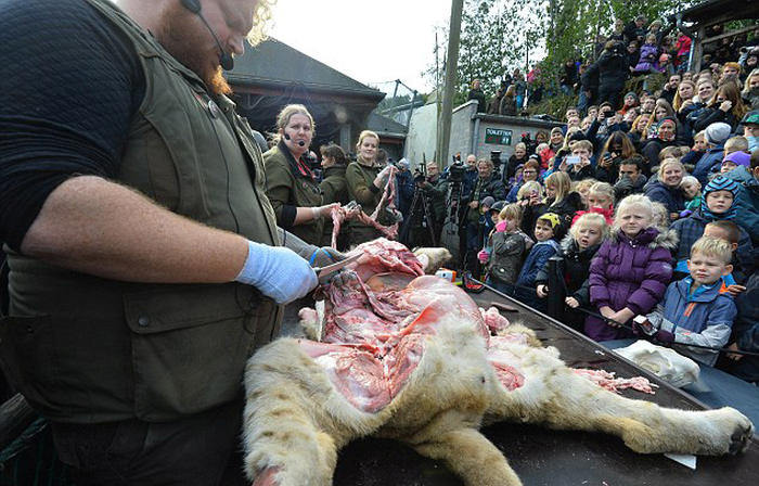 В зоопарке Дании публично препарировали львицу (9 фото)