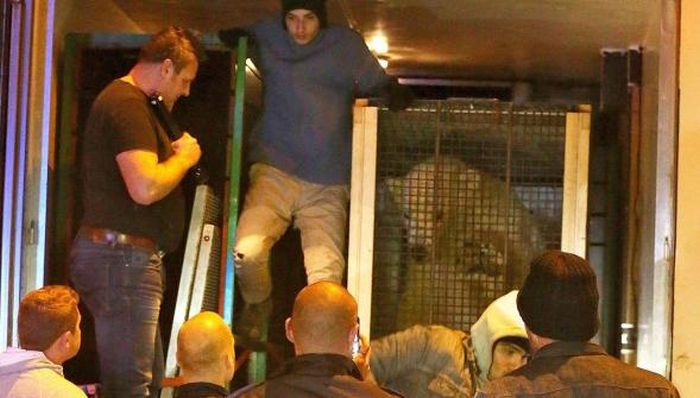 Нелегалы пытались попасть в Великобританию в одном грузовике с русским медведем (2 фото)