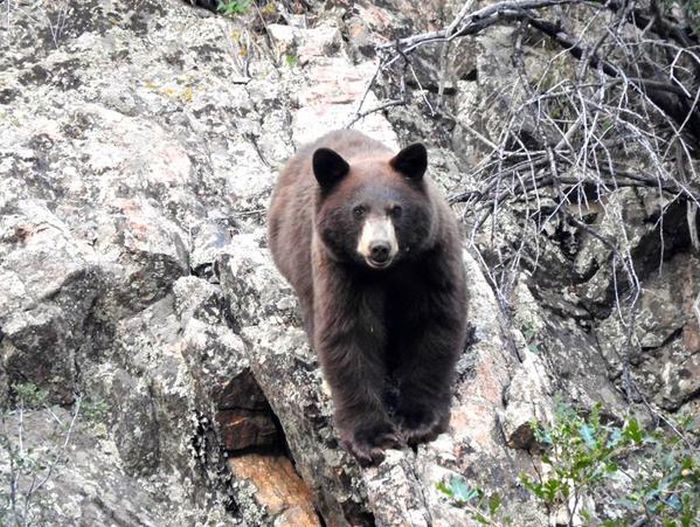Из-за попыток сделать селфи с медведем туристам запретили посещение каньона в Денвере (9 фото)
