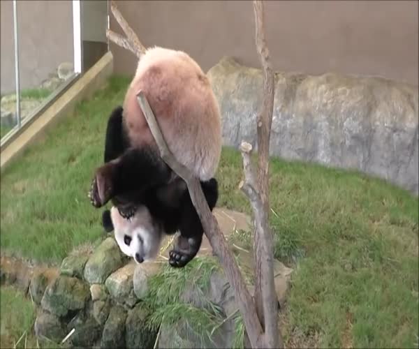 Неуклюжая панда