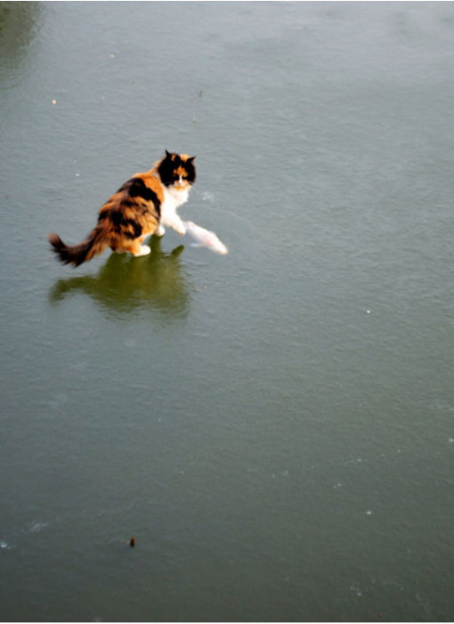 Лед ввел котов в полнейшее замешательство (10 фото)