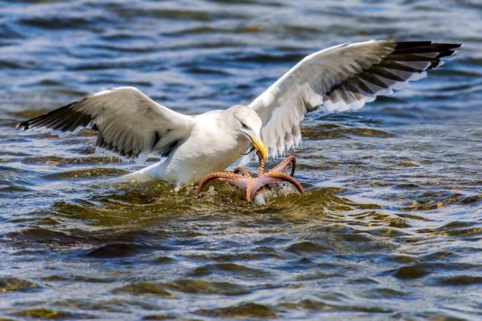 Чайка охотится на осьминога (6 фото)