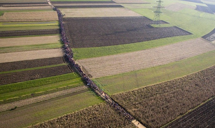 Многотысячная колонна беженцев идет пешком через поля Словении (6 фото)