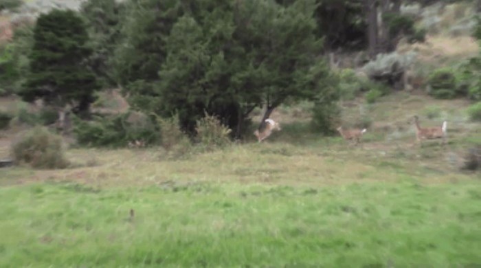 История спасения одного олененка (9 фото + видео)