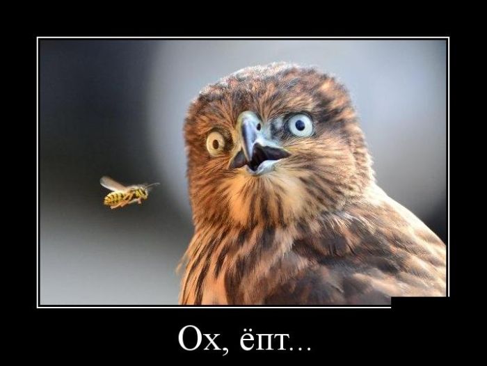 Демотиваторы (30 фото)