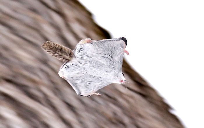 Японские или сибирские белки-летяги - одни из самых милых зверьков на земле (12 фото)