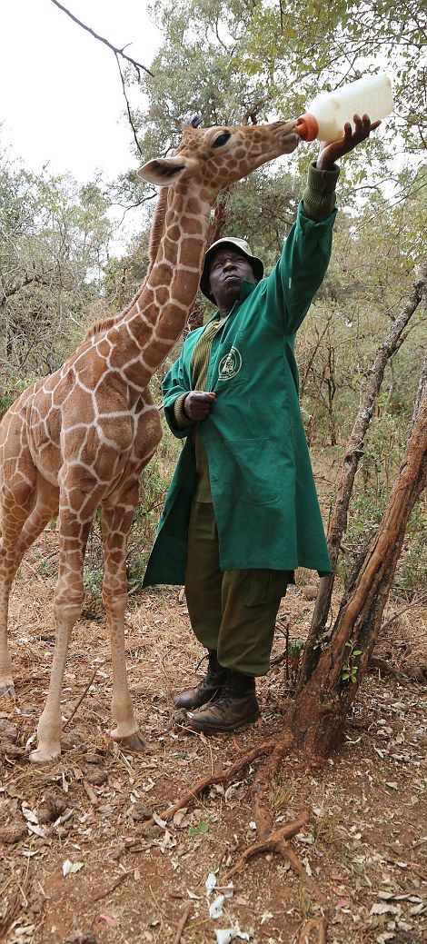 В Кении детеныш жирафа подружился со слоненком (12 фото)