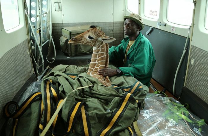 В Кении детеныш жирафа подружился со слоненком (12 фото)