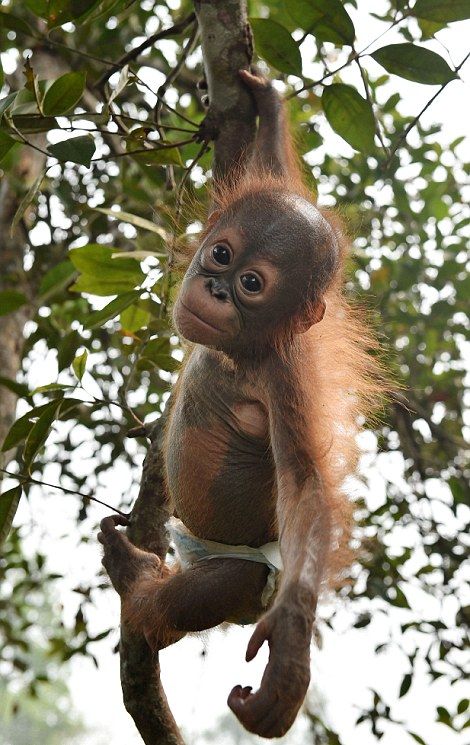 Спасенные детеныши орангутана быстро освоились на новом месте (11 фото)