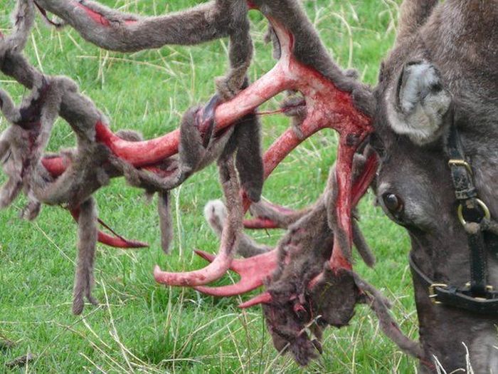 Так выглядят новые оленьи рога, когда с них слазит кожа (4 фото)