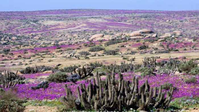 Чилийская пустыня Атакама покрылась цветами, окрасившими ее в розовый цвет (14 фото)