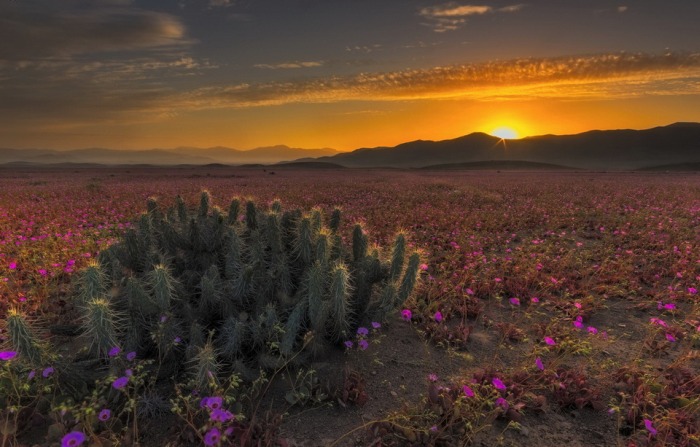 Чилийская пустыня Атакама покрылась цветами, окрасившими ее в розовый цвет (14 фото)