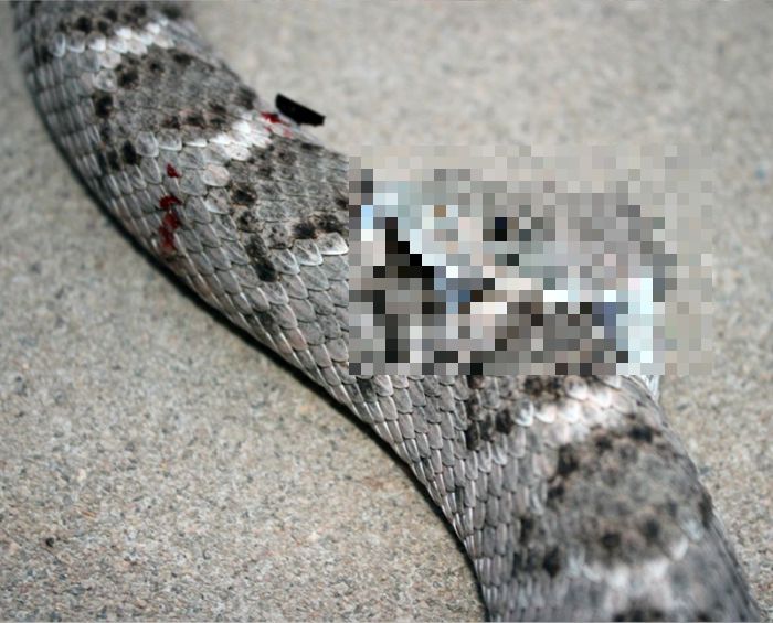 Обезглавленная гремучая змея укусила саму себя (5 фото)