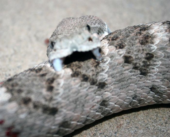 Обезглавленная гремучая змея укусила саму себя (5 фото)