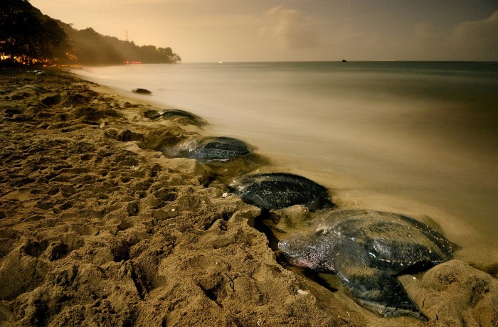 Редкие обитатели морей на фото Брайана Скерри (10 фото)