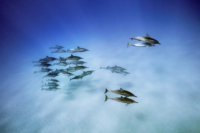 Редкие обитатели морей на фото Брайана Скерри (10 фото)