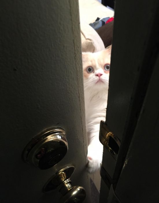 Кот, которого не так просто оставить одного дома (3 фото)