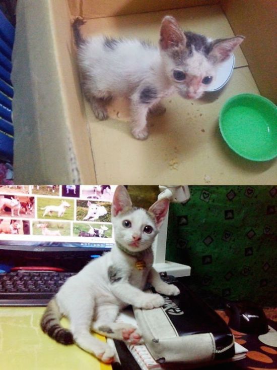 Подборка фотографий спасенных кошек (20 фото)