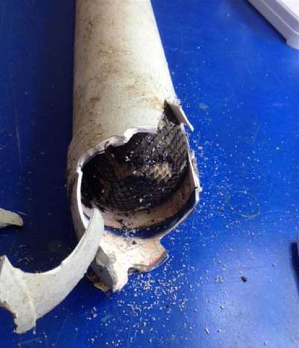 В Австралии питон застрял в водосточной трубе (5 фото)