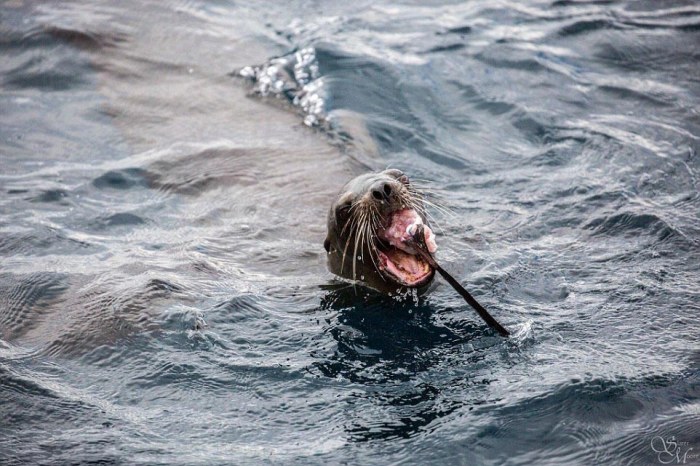 Морской лев отобедал акулой (5 фото)