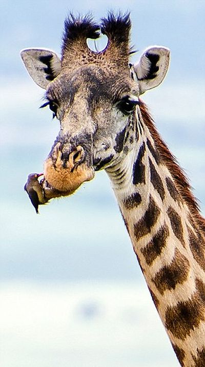 Жираф на приеме у «пернатого стоматолога» (6 фото)