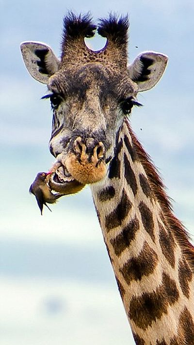 Жираф на приеме у «пернатого стоматолога» (6 фото)