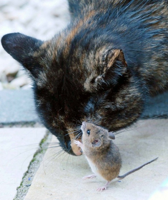 Кот поиграл с пойманной им мышью и отпустил ее (14 фото)