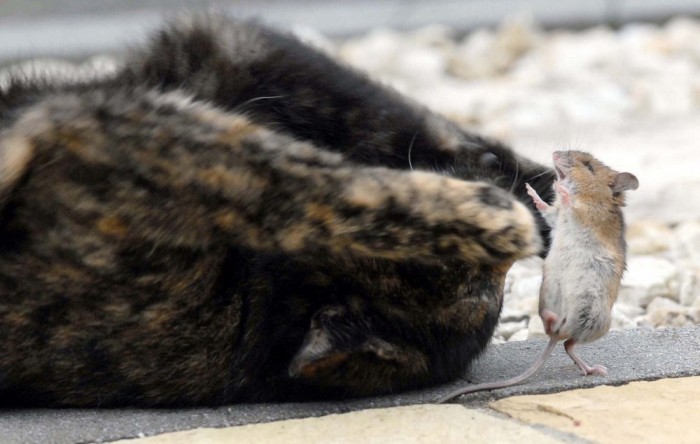 Кот поиграл с пойманной им мышью и отпустил ее (14 фото)