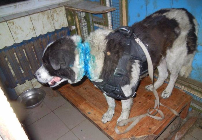 История спасения одной собаки (5 фото)