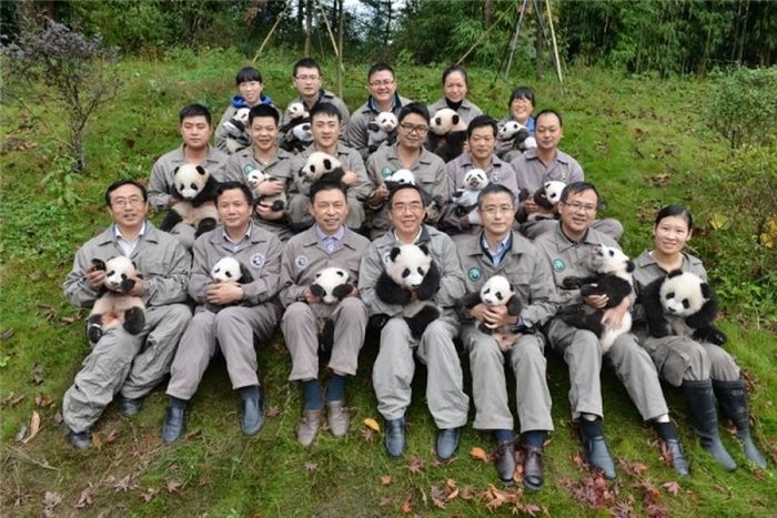 Китайский заповедник панд перевыполнил план рождаемости (9 фото)