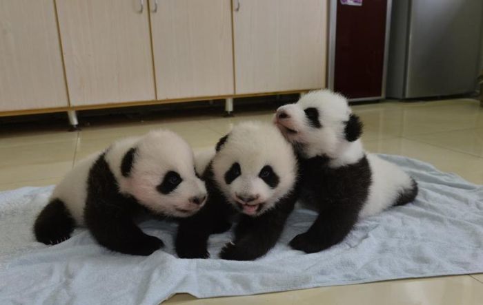 Китайский заповедник панд перевыполнил план рождаемости (9 фото)