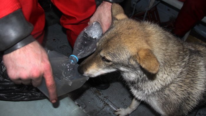 Архангельские спасатели спасли охотника и его собаку, которых унесло в открытое море (3 фото)
