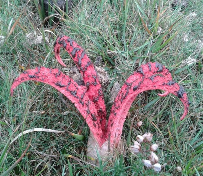 Интересный гриб Антурус Арчера или «пальцы дьявола» (4 фото)