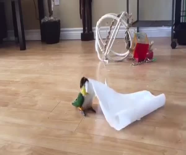 Попугай играет с туалетной бумагой