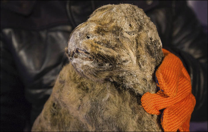 В Якутии обнаружили останки детенышей пещерного льва (14 фото)