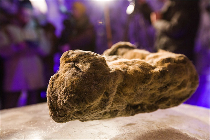 В Якутии обнаружили останки детенышей пещерного льва (14 фото)