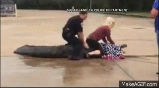 В США женщина поймала аллигатора, вышедшего на улицы города (4 фото)
