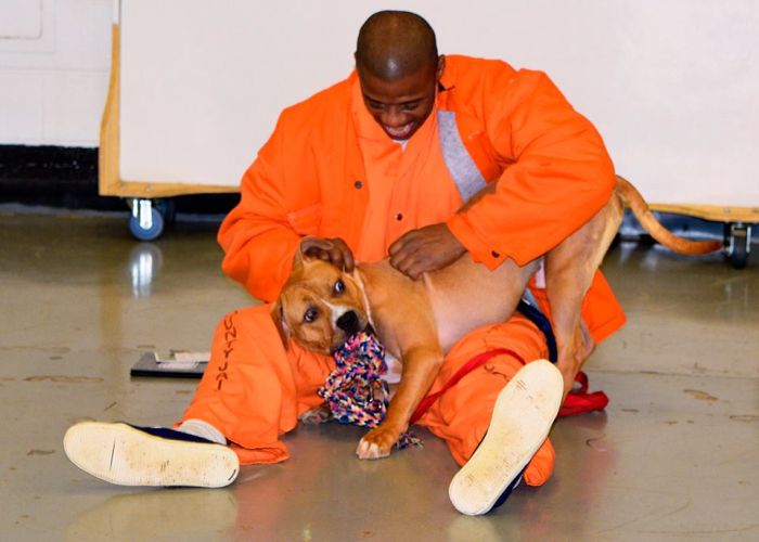 В одной из тюрем США заключенным разрешили брать на воспитание бездомных собак (7 фото)